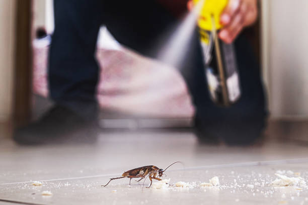 Best Affordable Pest Control Services  in Maeser, UT